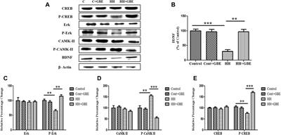 Ginkgo biloba L. Prevents Hypobaric Hypoxia–Induced Spatial Memory Deficit Through Small Conductance Calcium-Activated Potassium Channel Inhibition: The Role of ERK/CaMKII/CREB Signaling